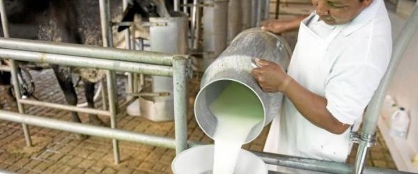Comunas rurales del rubro lechero se verán afectadas por crisis del sector en la región de Los Lagos