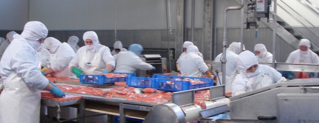 Los Lagos: trabajadores del salmón ponen voz de alerta ante ajuste anunciado por la industria