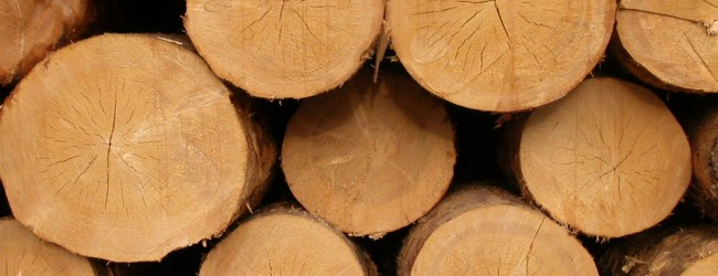 Estudio revaloriza uso de madera en construcciones