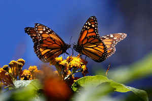 Mariposas dan pista clave para desarrollar energía solar más barata y eficiente