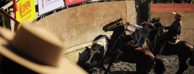 Animalistas de Padre Las Casas rechazan entrega de terreno a club de rodeo para construir medialuna