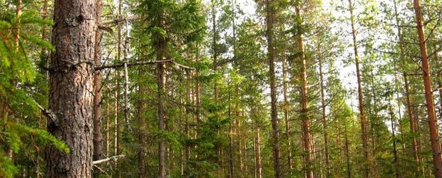 Indígenas de Canadá luchan para salvar el bosque boreal