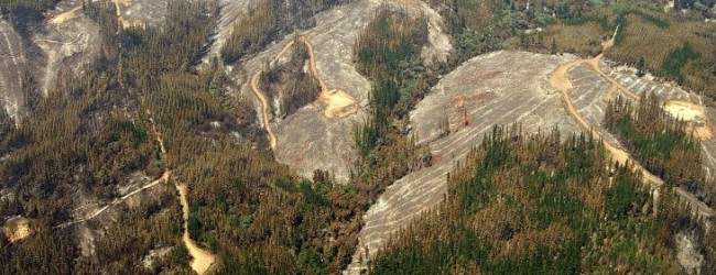 Aseguran que Arauco y Mininco serían las únicas beneficiadas con la aprobación de subsidio forestal