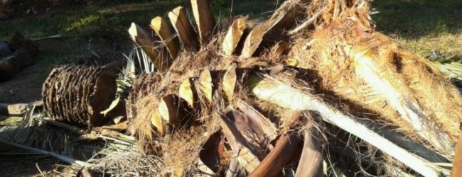 SAG de Concepción informó a constructora prohibición de talar palmas en fundo Yungue