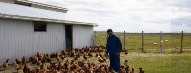 Construyen curioso “motel de gallinas” en Tierra del Fuego
