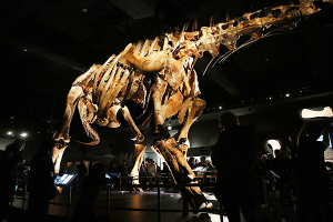 Exponen en Nueva York a colosal dinosaurio patagónico
