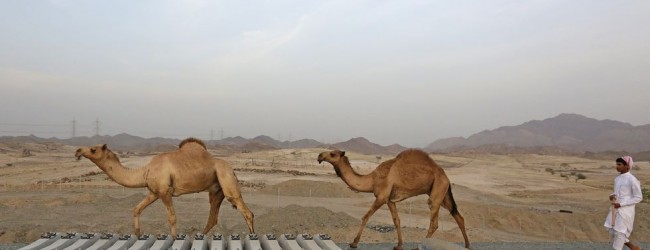 Los retos del otro AVE gallego: sin túneles, con camellos en la vía, a 50 grados y en suelo vetado