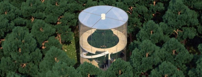 Una casa construida en torno a un árbol