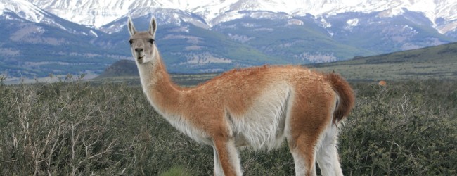 Plan de Conservación del Guanaco: un aporte a la conservación de la especie