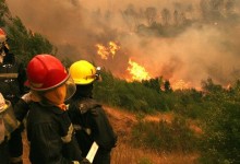 CORMA: A más de 40 mil hectáreas ascienden pérdidas de bosques en sus asociados