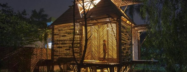 Promueven uso del bambú en el sector de la construcción