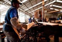 Mercado proyecta alza en demanda de madera tras recientes huracanes