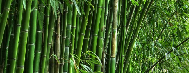 Si tuviéramos que crear el material de construcción ideal, se parecería al bambú
