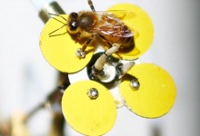 Sorprende tecnología que imita a la naturaleza con plantas robot