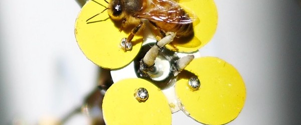 Sorprende tecnología que imita a la naturaleza con plantas robot