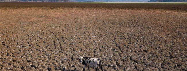 La laguna de Aculeo se secó por completo y vecinos ruegan por lluvias para recuperarla