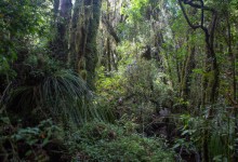 Destrucción de bosque nativo y de humedales acentúa escasez de agua que afecta a Chiloé hace 5 años