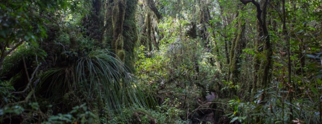 Destrucción de bosque nativo y de humedales acentúa escasez de agua que afecta a Chiloé hace 5 años