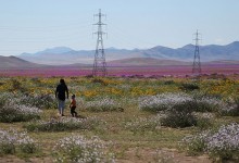 Conaf inicia proyecto para declarar como zona protegida al Desierto Florido