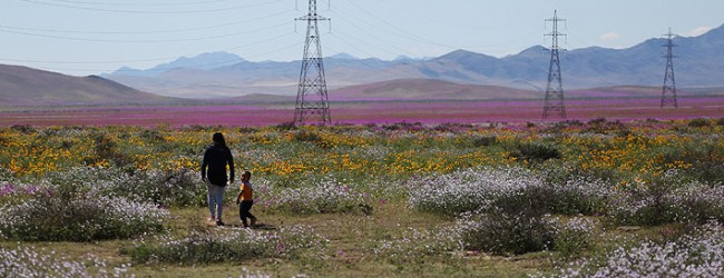 Conaf inicia proyecto para declarar como zona protegida al Desierto Florido