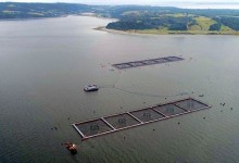 SMA solicita al Tribunal Ambiental autorización para detener centro de cultivo de Marine Harvest