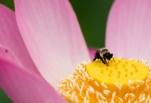 ¿Son los robots la solución? Científicos proponen abejas dron para polinizar el mundo en el futuro