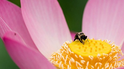 ¿Son los robots la solución? Científicos proponen abejas dron para polinizar el mundo en el futuro