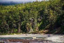 Inédito proyecto de 50 científicos analizó más de 1.000 estudios de Patagonia chilena para mejorar su conservación