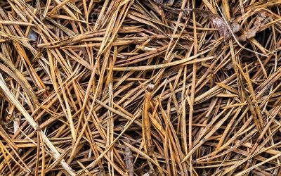 INNOVACIÓN DE LA INDIA UTILIZA AGUJAS DE PINO COMO FUENTE GENERADORA DE ELECTRICIDAD