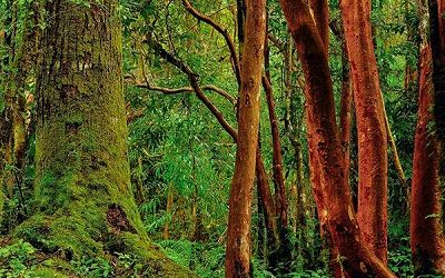 Medio Ambiente detalla estudio para reactivar la economía con soluciones basadas en la naturaleza