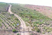 El Teniente plantó 135 mil árboles nativos