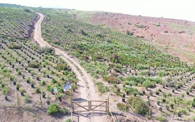 El Teniente plantó 135 mil árboles nativos