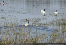 Audiencia de conciliación: Arauco descarta daño ambiental por derrame de licor verde en Valdivia