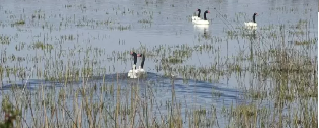 Audiencia de conciliación: Arauco descarta daño ambiental por derrame de licor verde en Valdivia