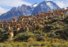 Patagonia: para preservar las áreas protegidas se necesitan US$238 millones adicionales en el presupuesto