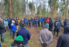 MANEJO RESPONSABLE DEL BOSQUE NATIVO E INNOVACIÓN EN CARPINTERÍA