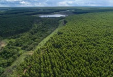 Autoridad brasileña revela detalles de la millonaria inversión de Arauco: Es «un proyecto más grande de lo previsto»