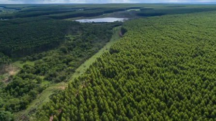 Autoridad brasileña revela detalles de la millonaria inversión de Arauco: Es «un proyecto más grande de lo previsto»