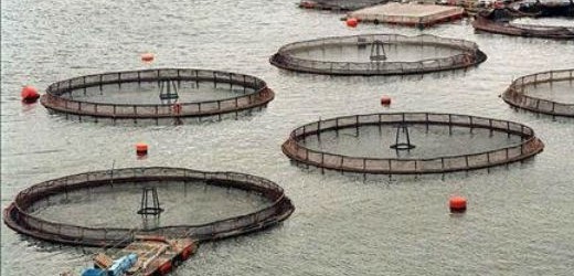 Sernapesca confirma caso de virus ISA en Punta Lalin de la empresa Marine Harvest