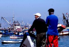 Cámara de Diputados aprueba proyecto de acuerdo para enfrentar crisis de la jibia