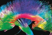 Leyes de la física logran explicar el funcionamiento del cerebro