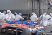 Los Lagos: trabajadores del salmón ponen voz de alerta ante ajuste anunciado por la industria