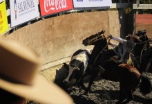Animalistas de Padre Las Casas rechazan entrega de terreno a club de rodeo para construir medialuna