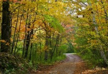 La Tierra perdió en 25 años la superficie de bosques del tamaño de Sudáfrica