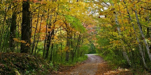 La Tierra perdió en 25 años la superficie de bosques del tamaño de Sudáfrica