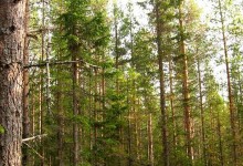 Indígenas de Canadá luchan para salvar el bosque boreal