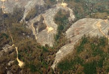Aseguran que Arauco y Mininco serían las únicas beneficiadas con la aprobación de subsidio forestal