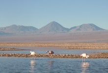 Rivales de SQM contactan al Gobierno y ofrecen opciones para operar Salar de Atacama