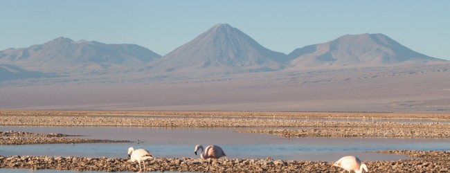 Rivales de SQM contactan al Gobierno y ofrecen opciones para operar Salar de Atacama