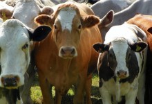 China construye la mayor fabrica de clonación de animales del mundo